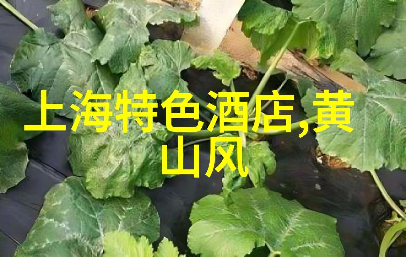 上海日结我在这座城市的每一天都有着自己的故事