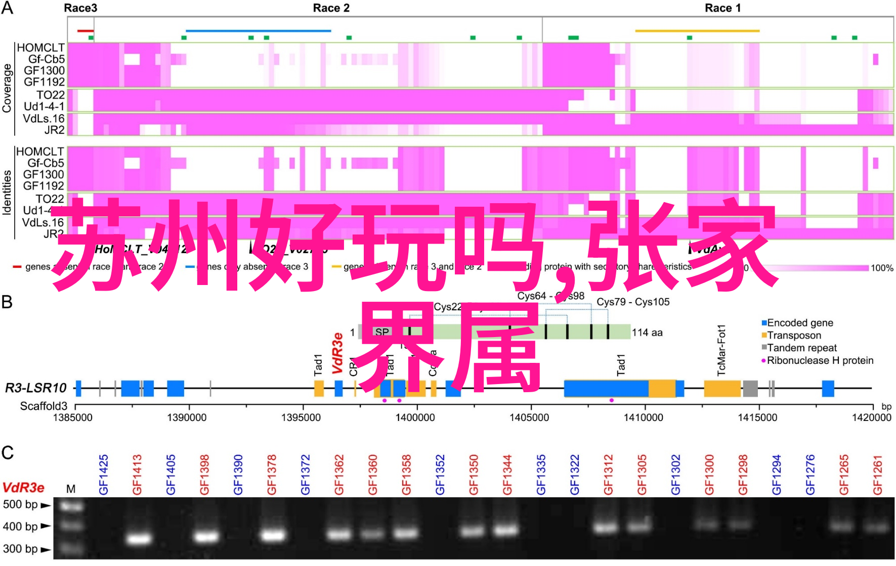 阿布吉措徒步攻略大班萝卜蹲游戏教案中的人物探索