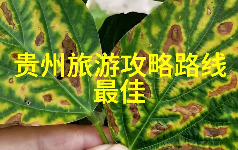 板栗糖水与其它秋季甜品推荐