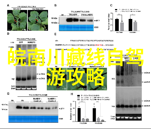 开车不打卡游世界不加班自驾游英语笑谈