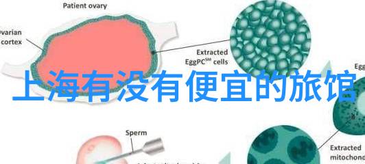 在上海进行文化体验的一日游如何安排