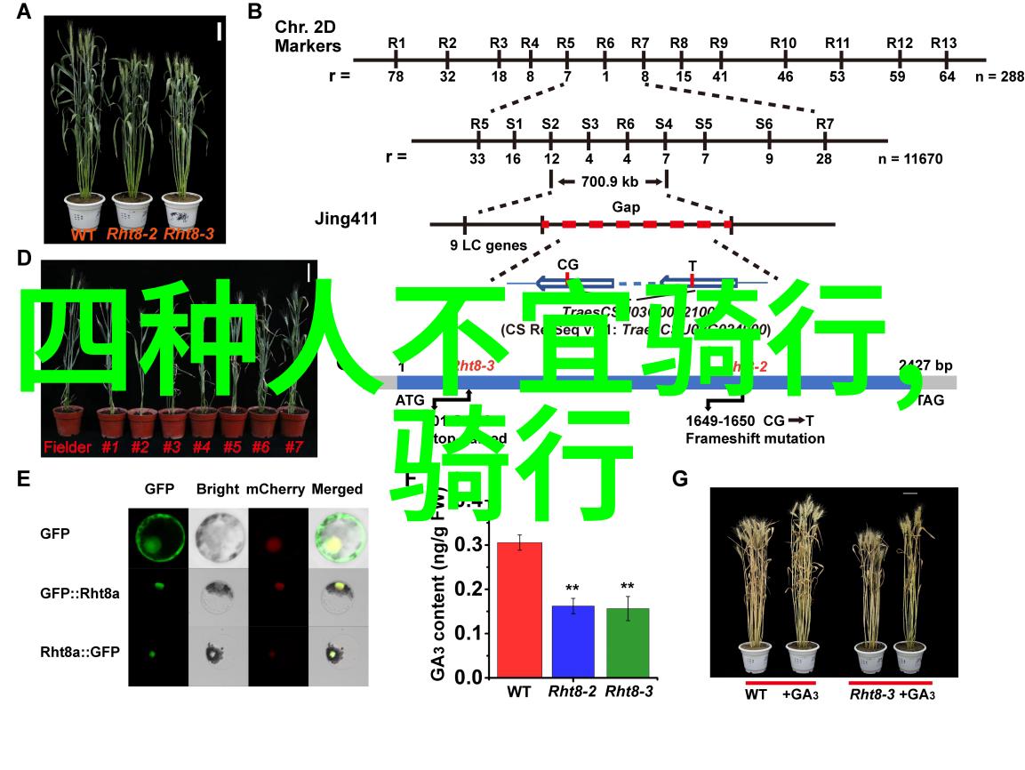 南京古韵流光揭秘江南都城的二日游奇遇