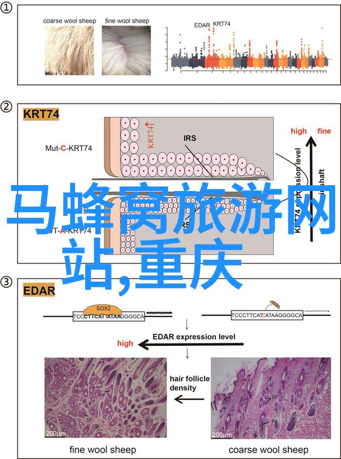 青海之冠揭秘藏羌风情的必游景区