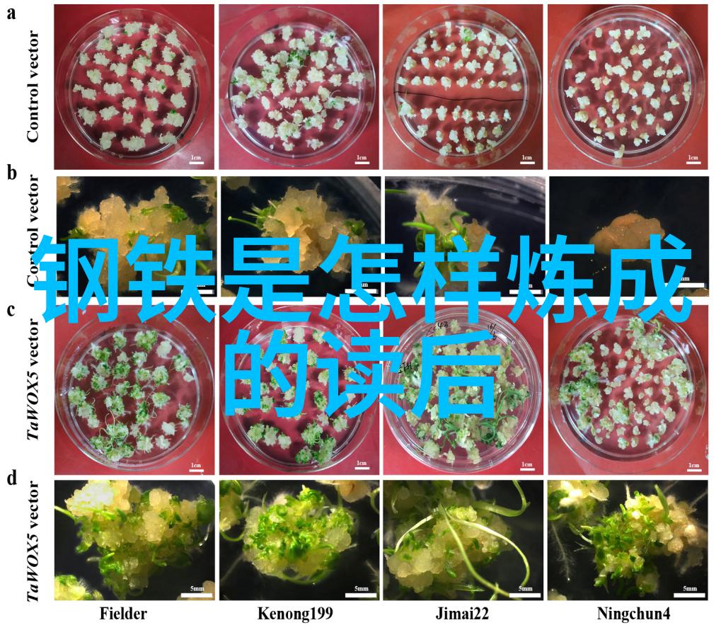 探索福州永泰的魅力一场风景与文化的奇遇游记作文350字