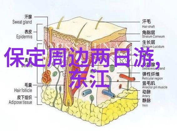 公园里的春天探索自然的美好