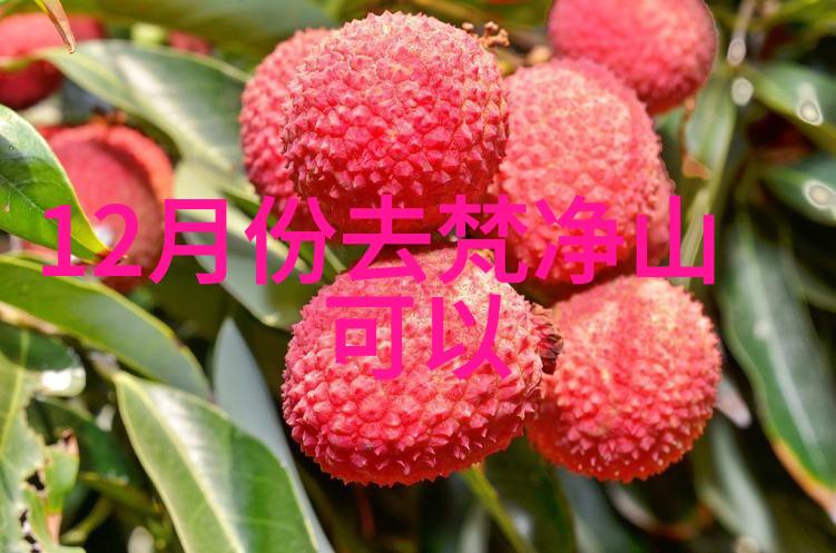 五一达古冰川雪花飘趣味户外活动游戏大全伴你行门票预约指南与优惠并进