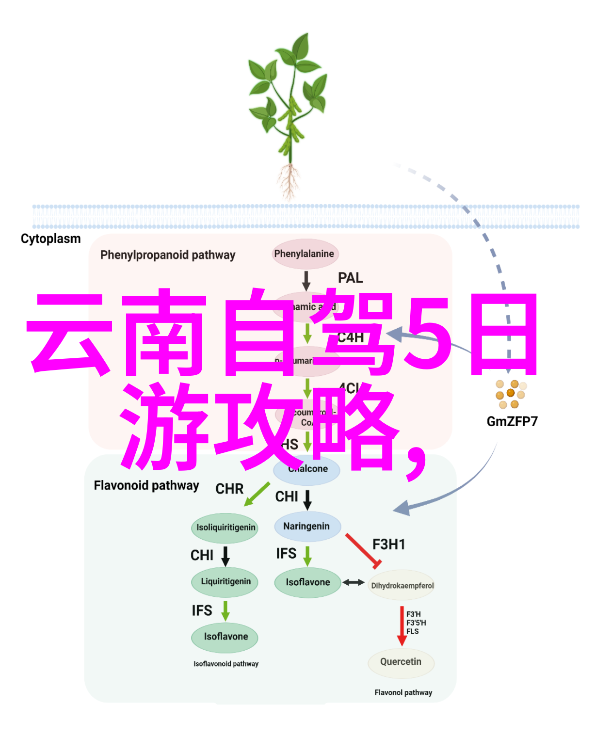 雪花纷飞的兴隆山冬日奇遇游记