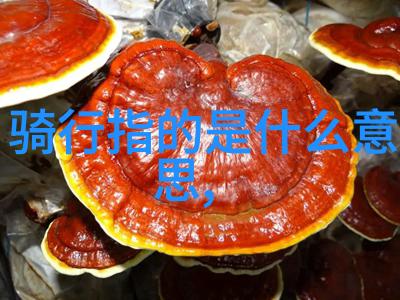 探索无限揭秘最佳自驾游伴侣