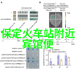 大班萝卜蹲活动方案提升孩子们的情感表达能力与同理心