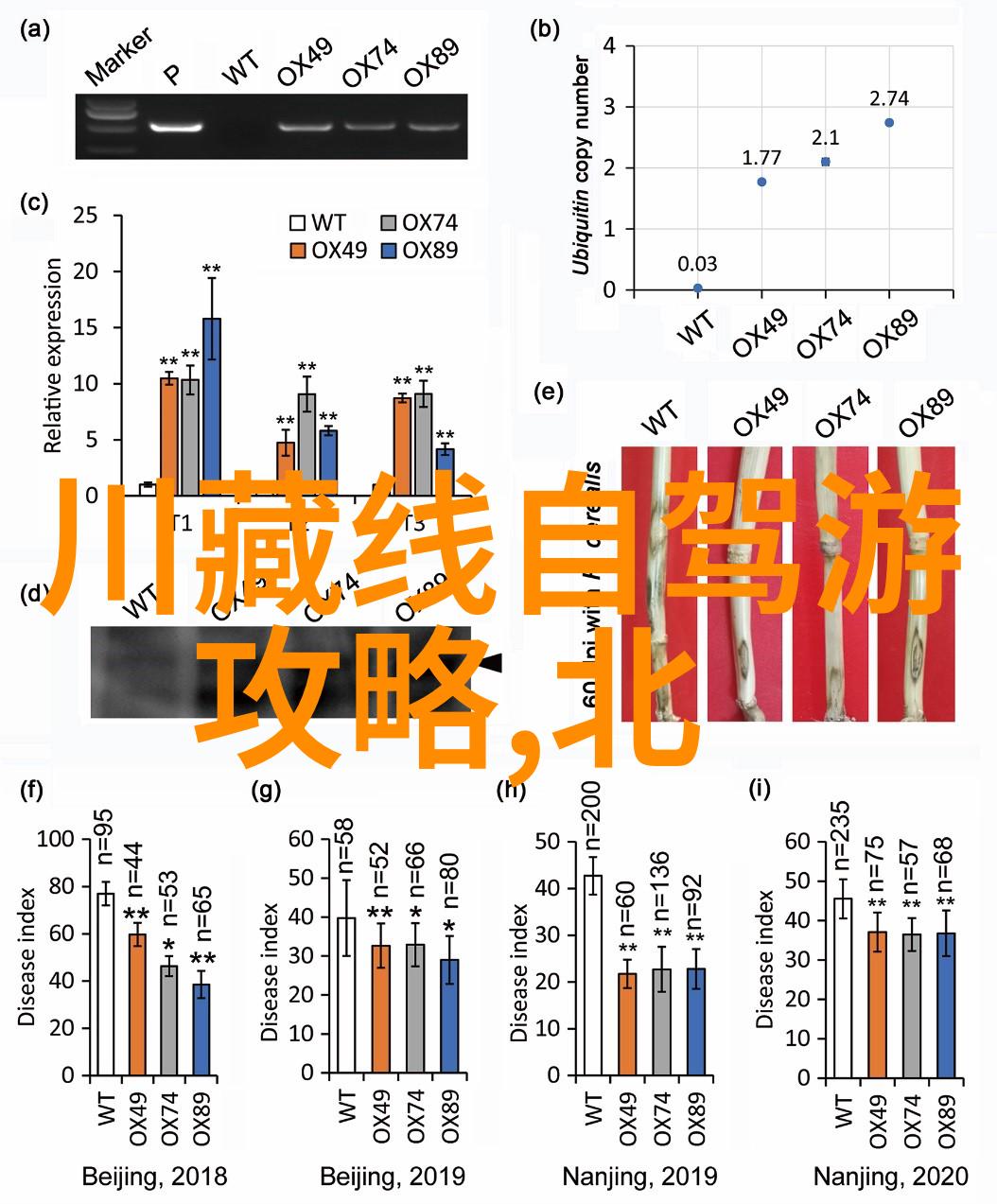 五年级游记作文探索童年的乐园