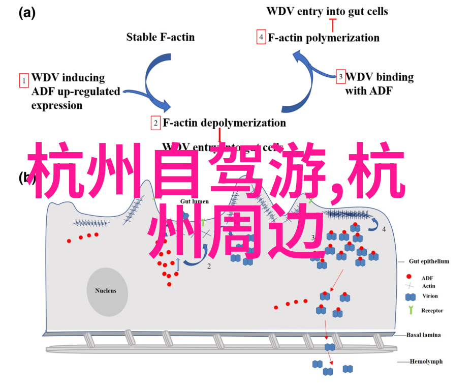 夏日遐想8月自驾游的最佳目的地