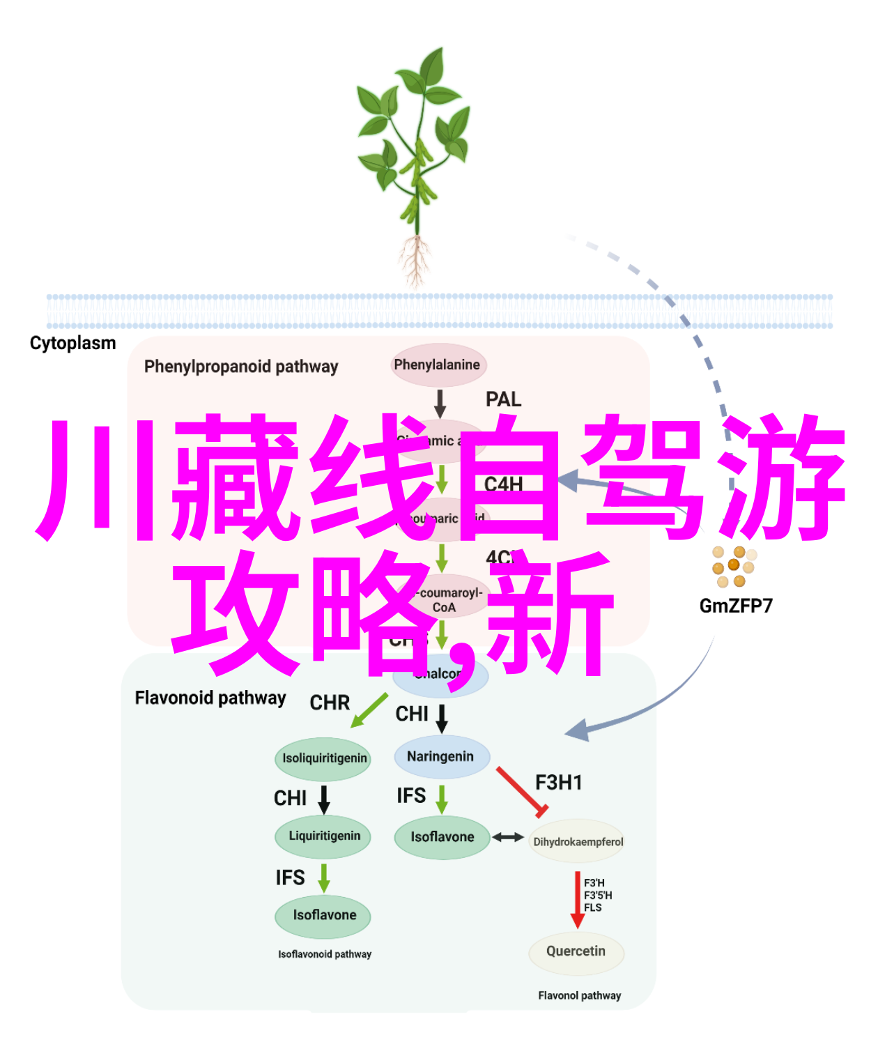 印度风情线路发现低成本但高兴趣的旅行目的地