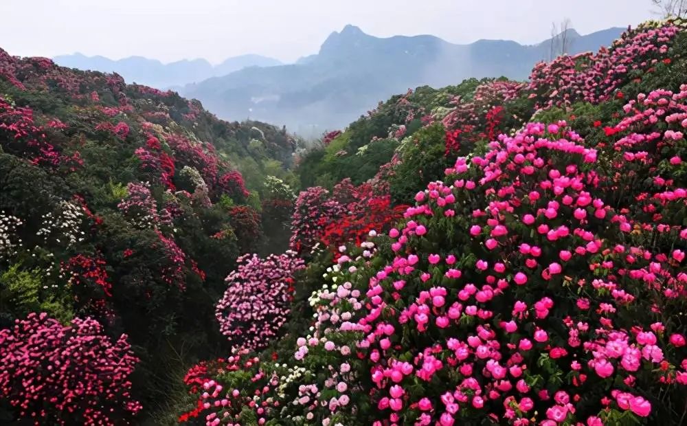 春季旅游景点排行榜_春季旅游景点推荐_春季旅游景区哪里好玩/