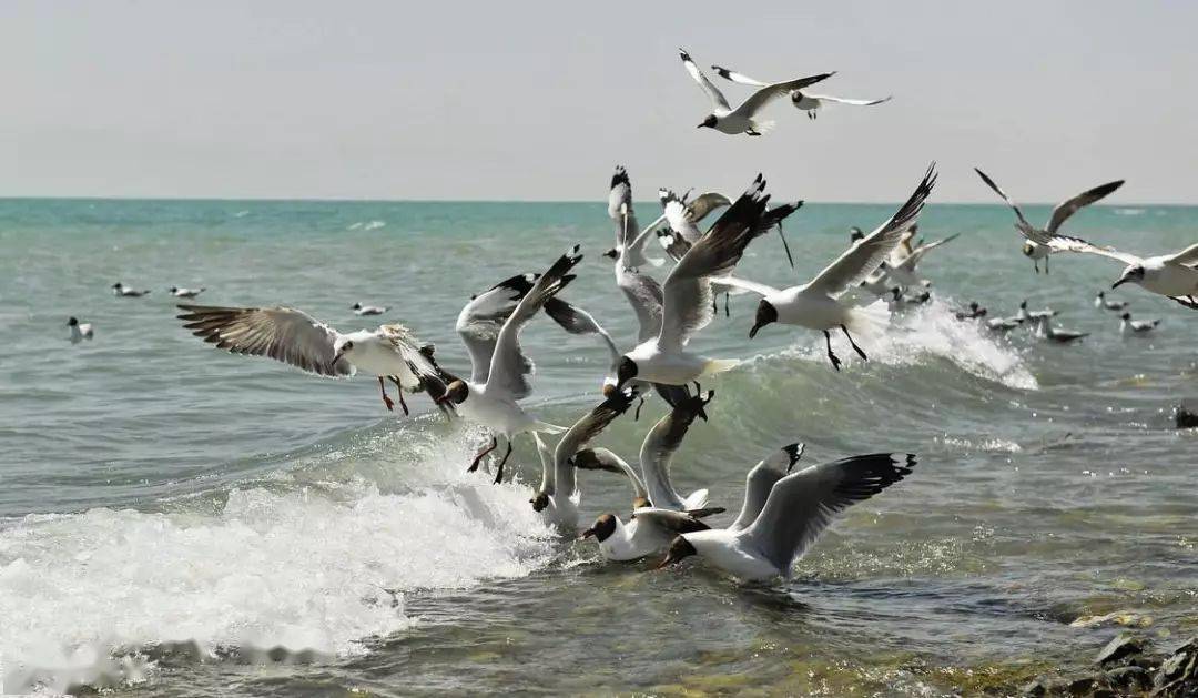 青海自驾游_青海自驾游攻略_青海自驾游最佳路线/