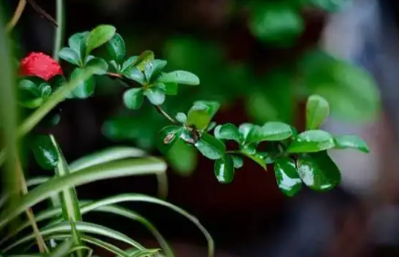 梅雨时节是哪个季节-2023梅雨季节是夏季吗