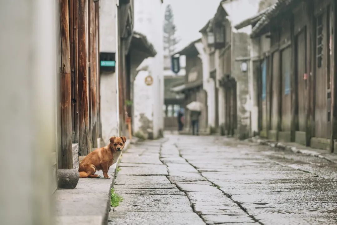 乌镇风景区酒店_旗乌镇酒店下有哪些酒店_乌镇旗下酒店有哪些/