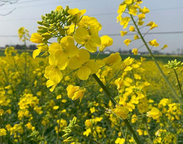 赏油菜花的心情句子-春天晒油菜花拍照说说